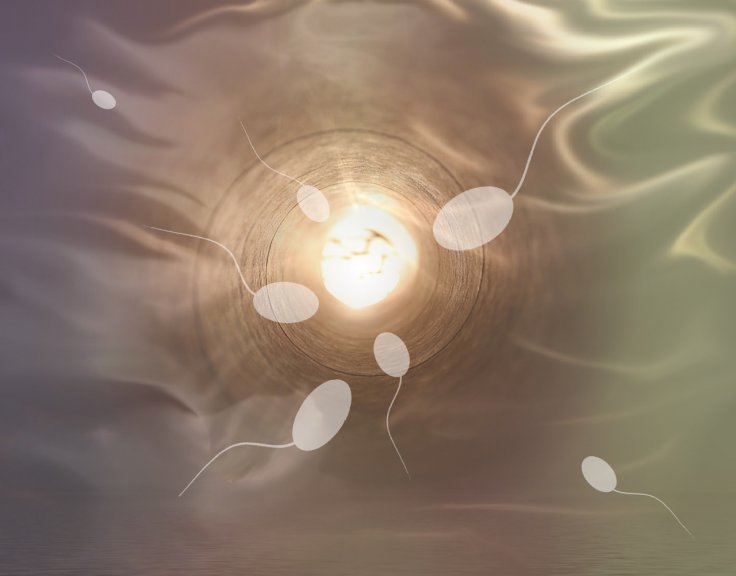 Fertilization Fertilization