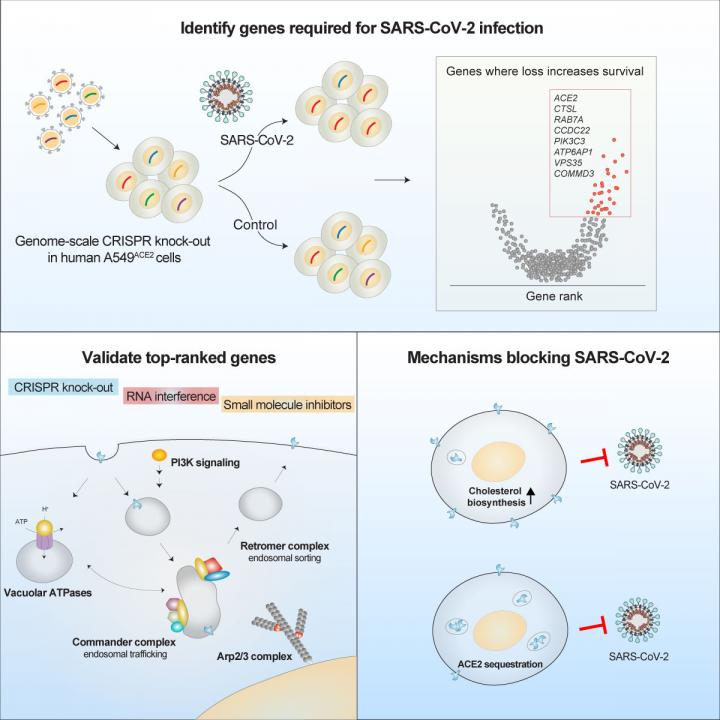 CRISPR Screen Identifies Genes, Therapeutic Targets To Protect From ...