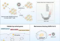 Identification of required host factors for SARS-CoV-2 infection in human cells