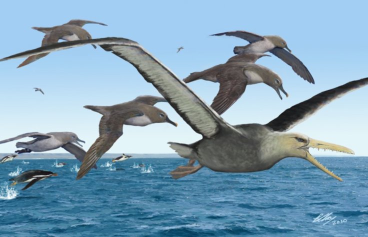 biggest bird biggest bird