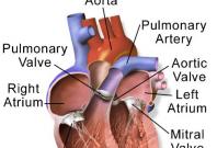 Anatomy of the Heart 