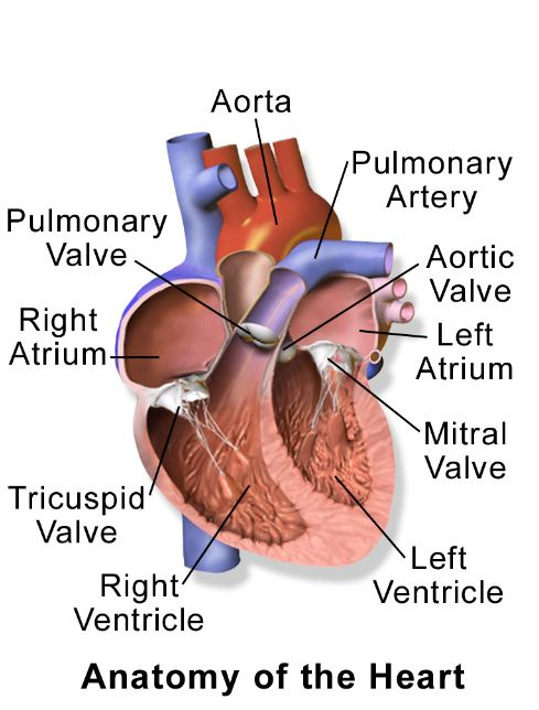 Anatomy of the Heart 