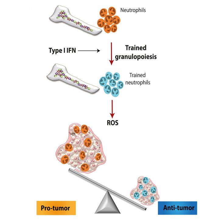 Innate Immune responses