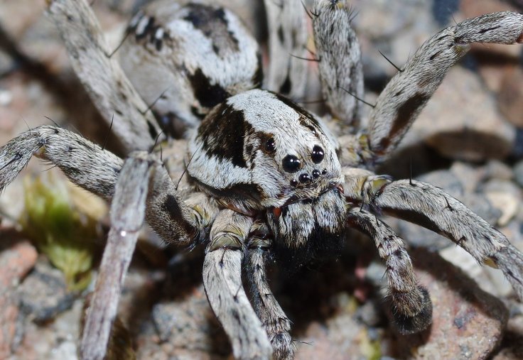 The Great Fox Spider 