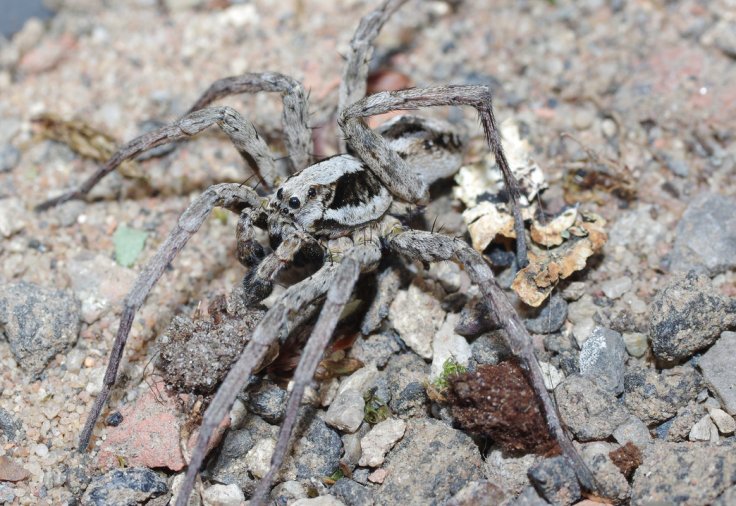 Great Fox Spider 