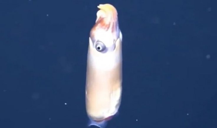ram’s horn squid,