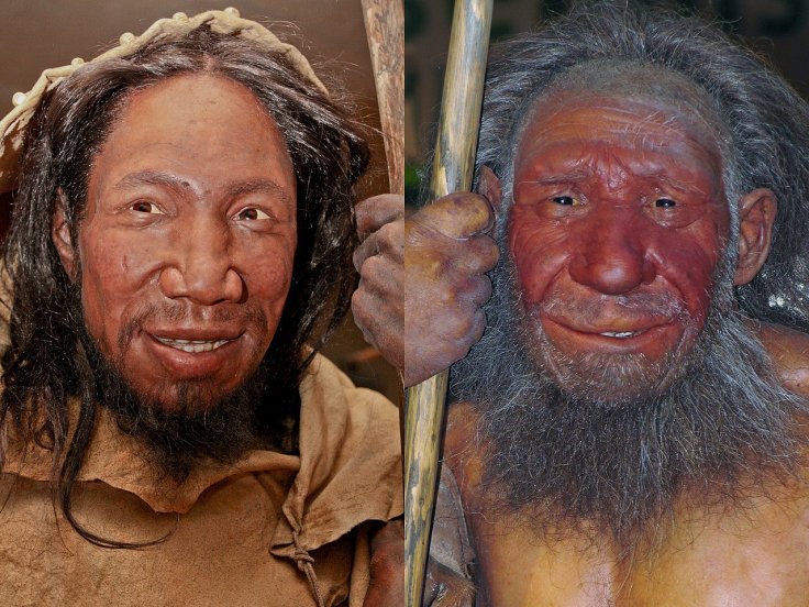 Homo sapiens and neanderthals