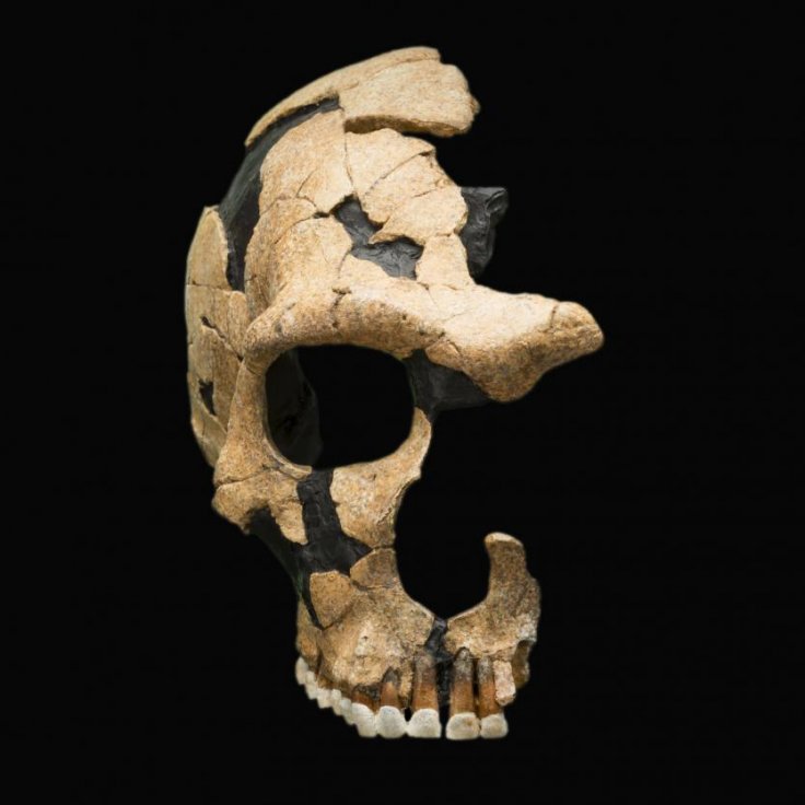 Saint Cesaire skull