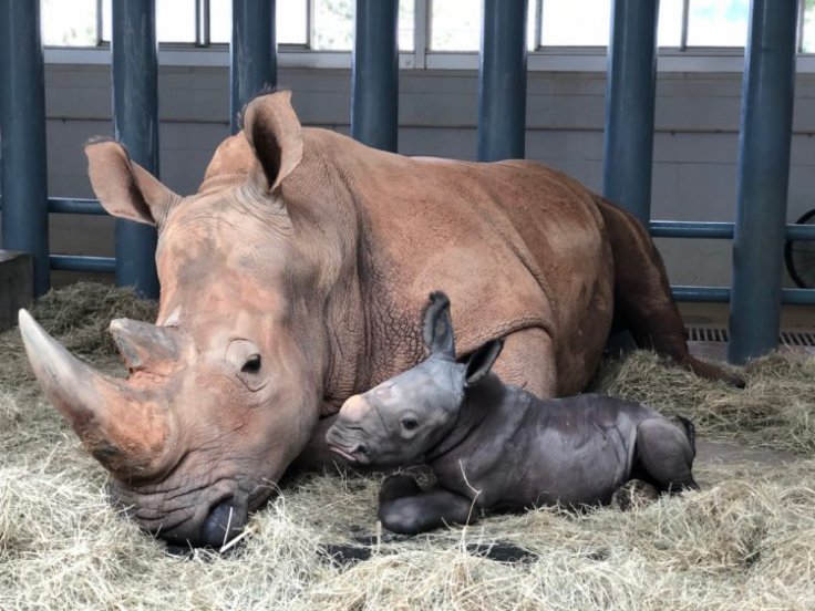 Baby White Rhino Baby White Rhino