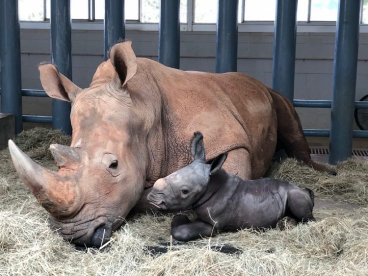 Baby White Rhino 