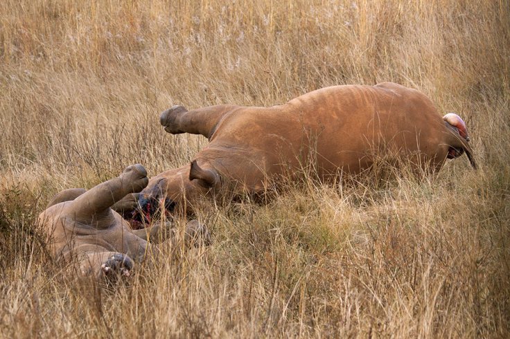 Rhino Rhino