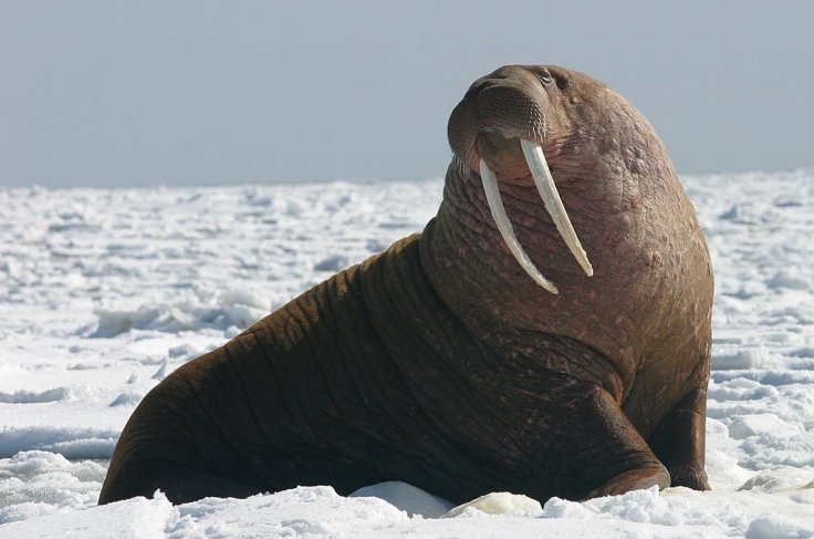 walrus 