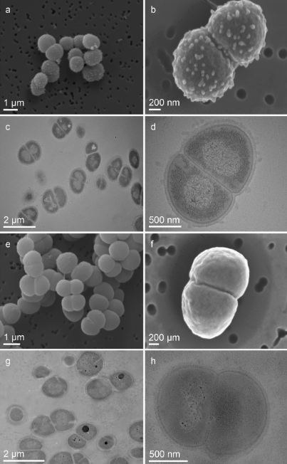 D. radiodurans cells