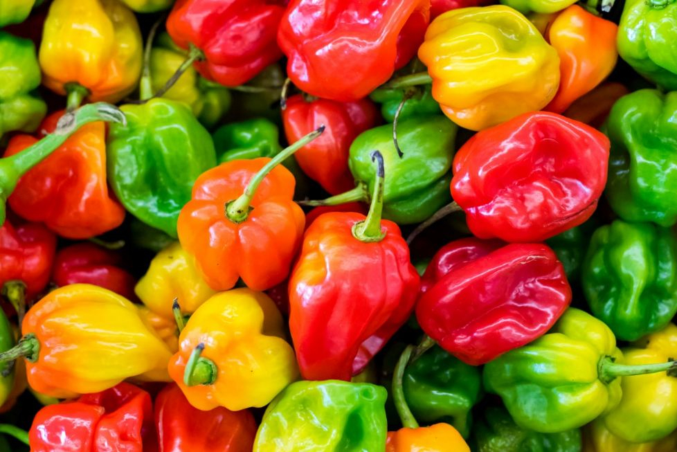Eating chili peppers essay