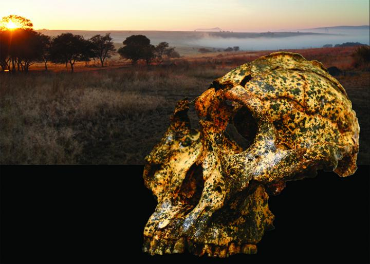 Paranthropus robustus