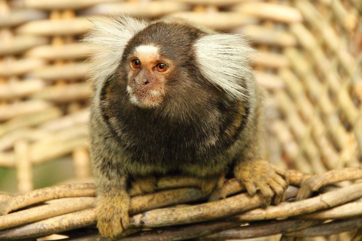 Common Marmoset