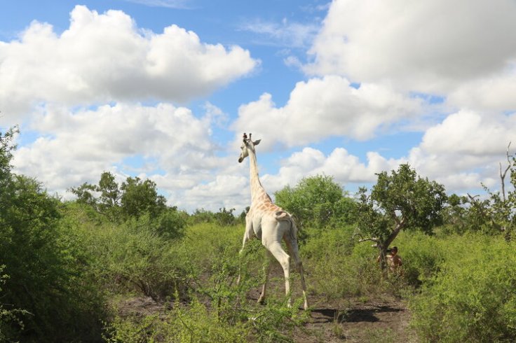 White Giraffe 