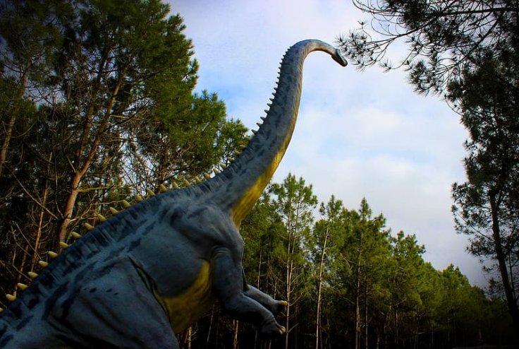 Diplodocus Diplodocus