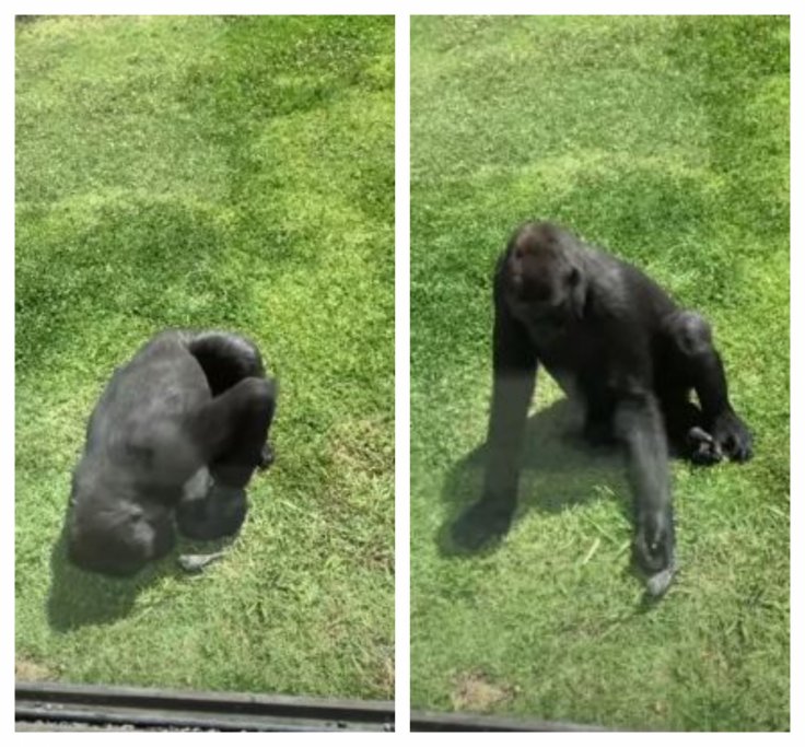 gorilla 