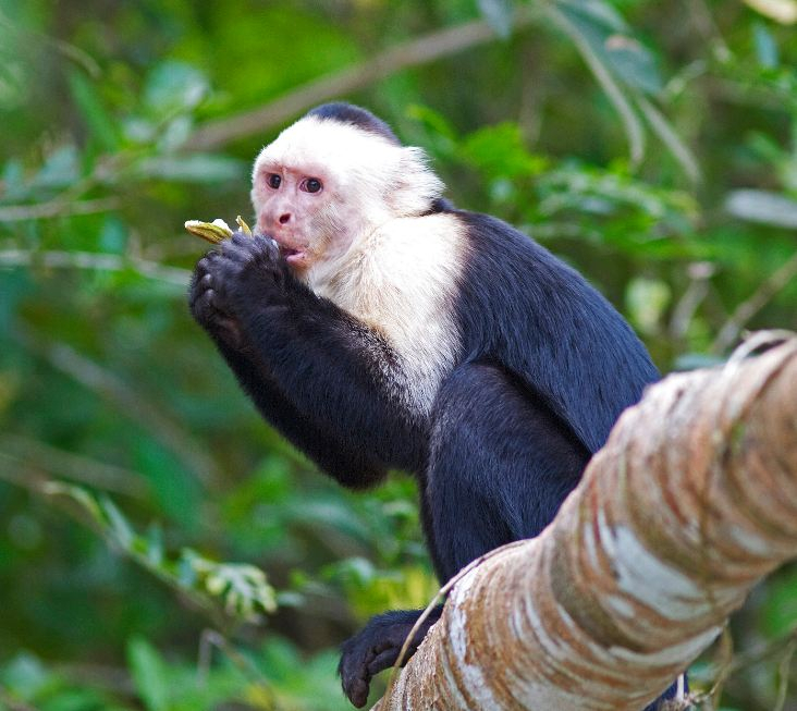 Panamanian white-faced capuchin