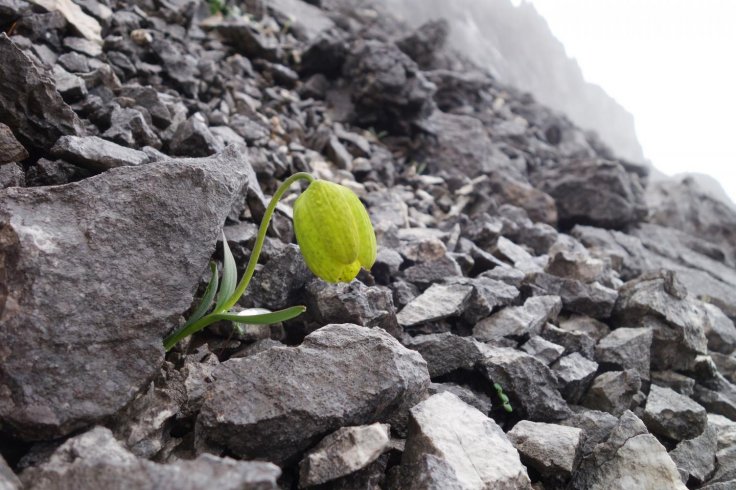 Fritillaria delavayi