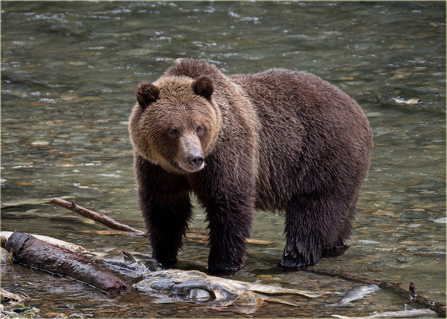 New A.I. Offers Facial Recognition for Grizzly Bears, Smart News