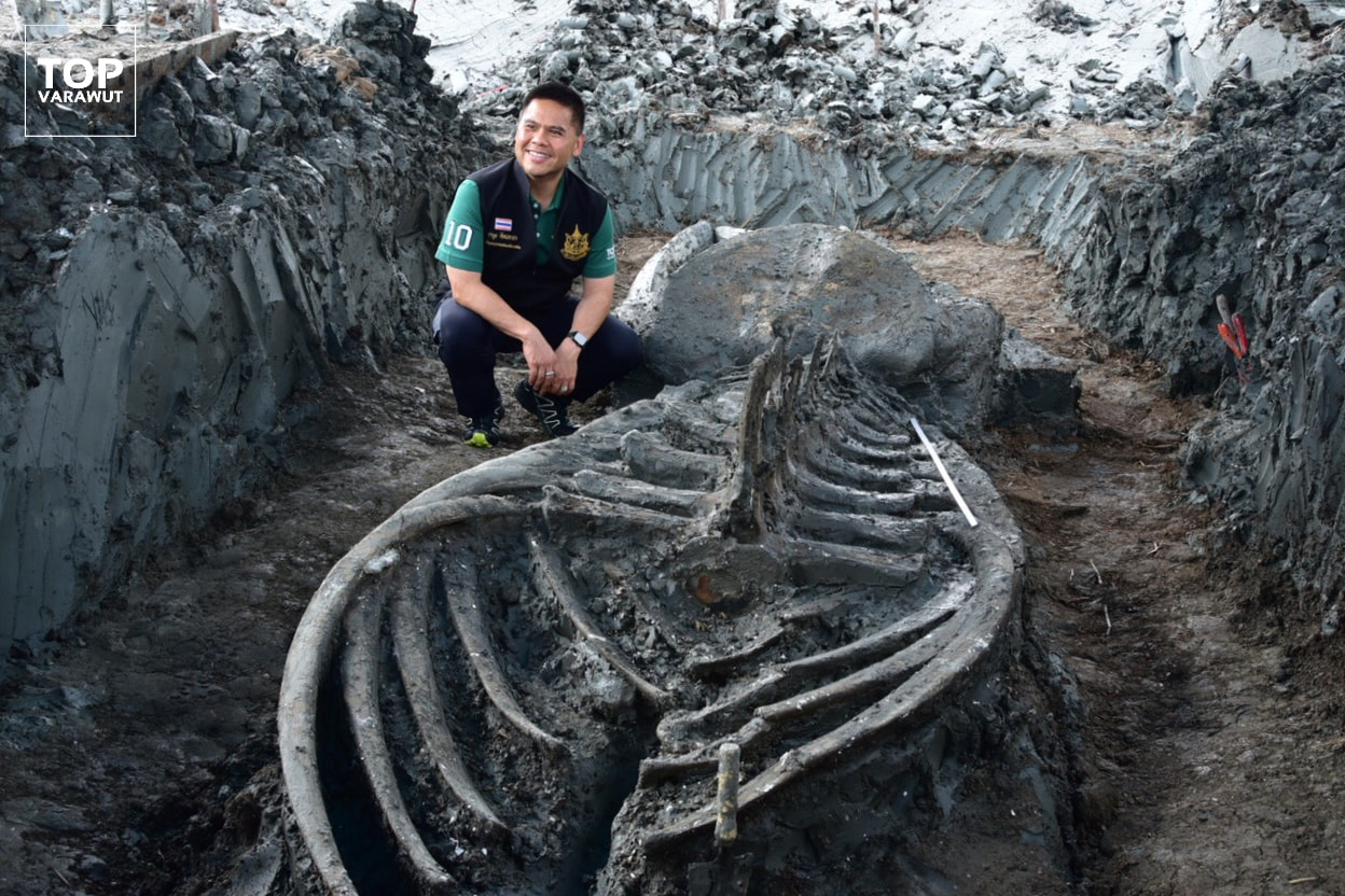 Researchers Discover Thousands of years Old Rare Whale Skeleton in Thailand