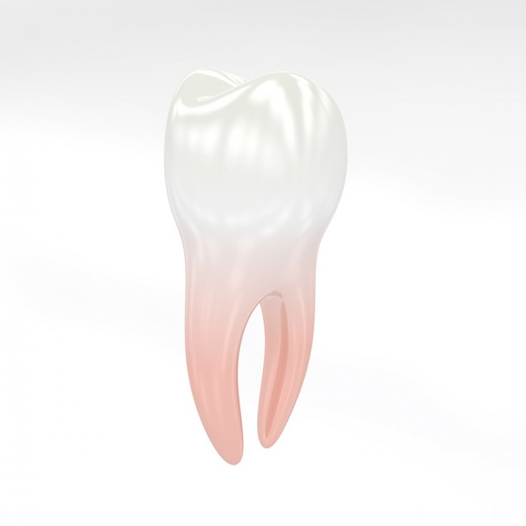 Human Tooth