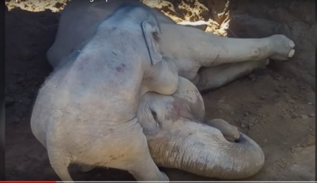 Elephant fell into pit