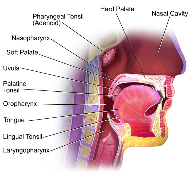 Nasopharynx 