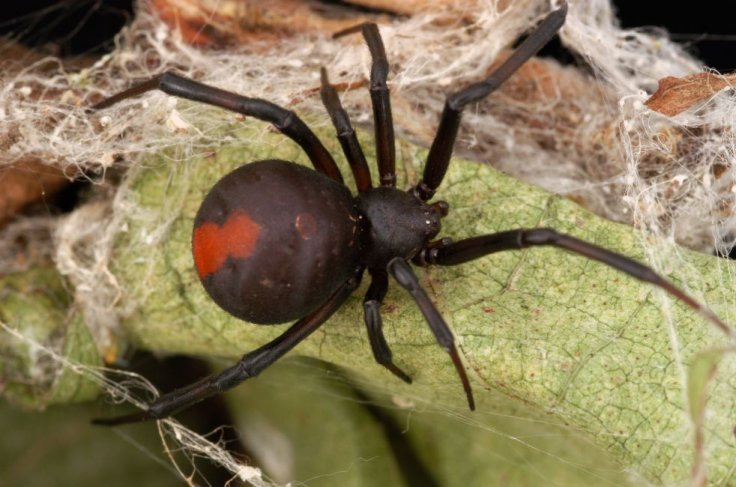 steatoda spider man