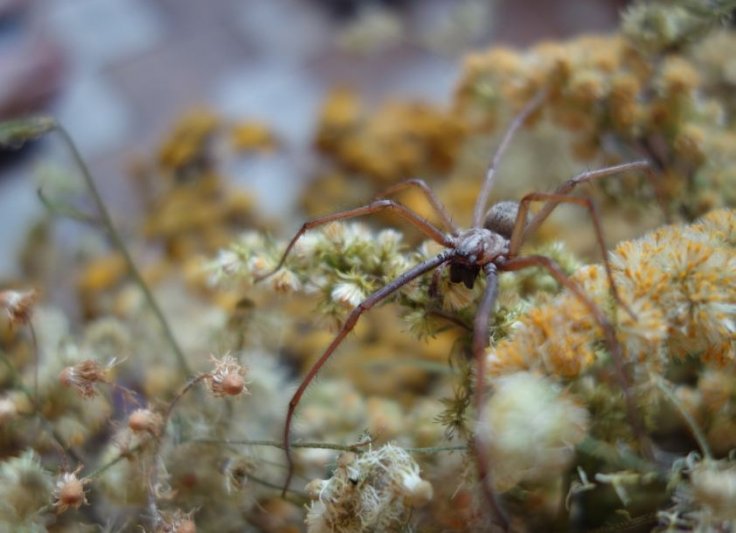 Giant house spider