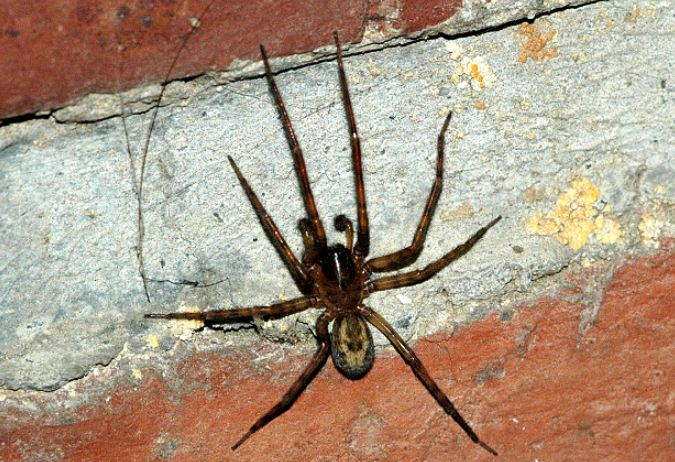 Lace-webbed spider