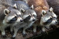 Racoons 