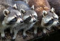 Racoons 