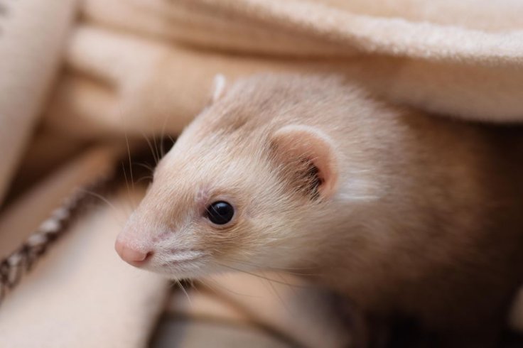 Ferret 