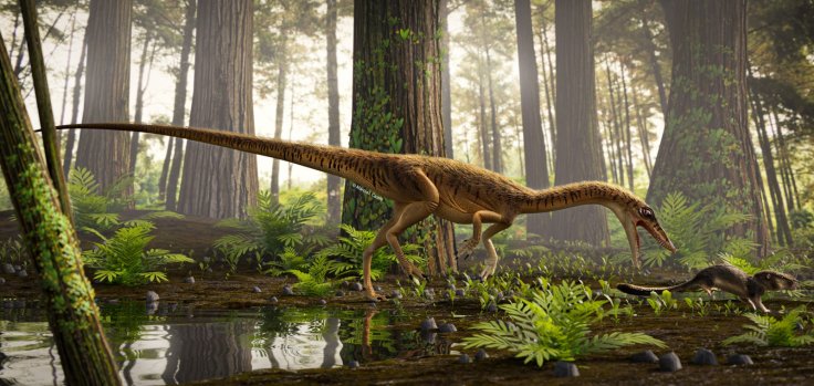 Erythrovenator Erythrovenator