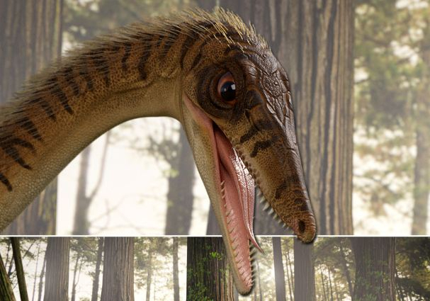 Erythrovenator jacuiensis Erythrovenator jacuiensis