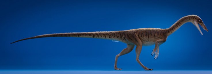 Erythrovenator jacuiensis Erythrovenator jacuiensis
