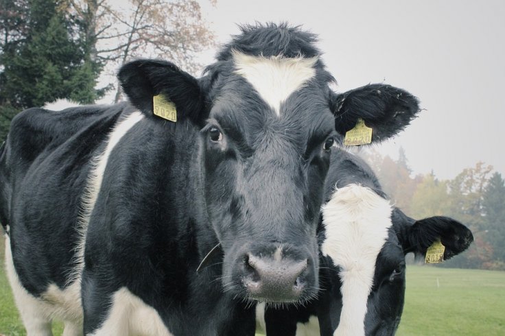 Cows Cows