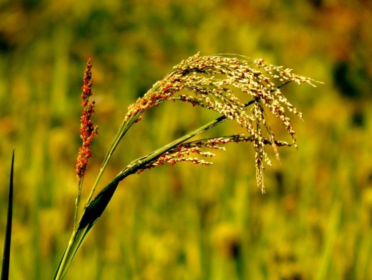Crops Crops