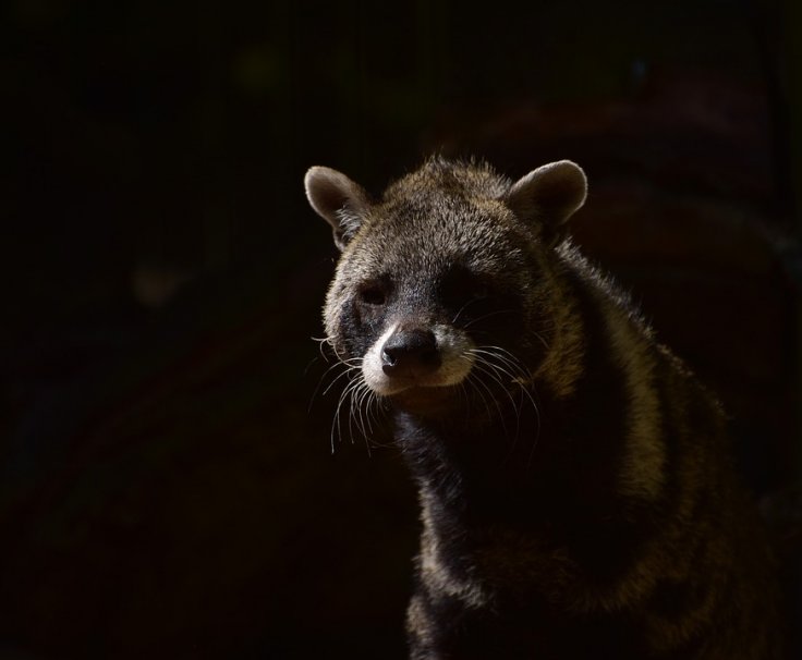 Civet 