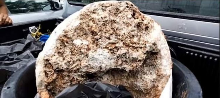 Whale vomit Whale vomit