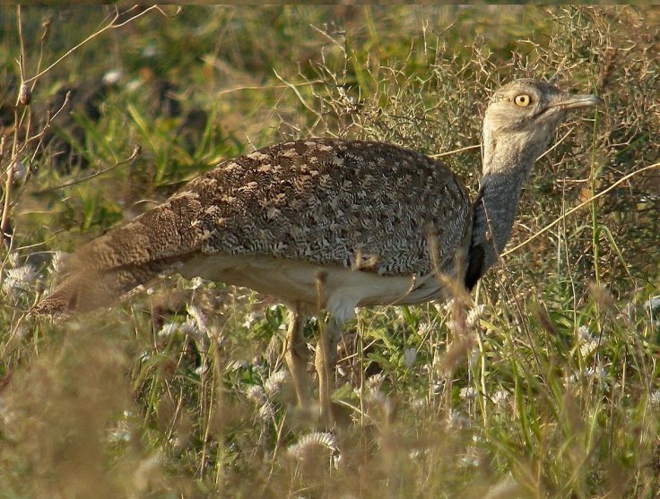 Houbara Bustard, Houbara Bustard,