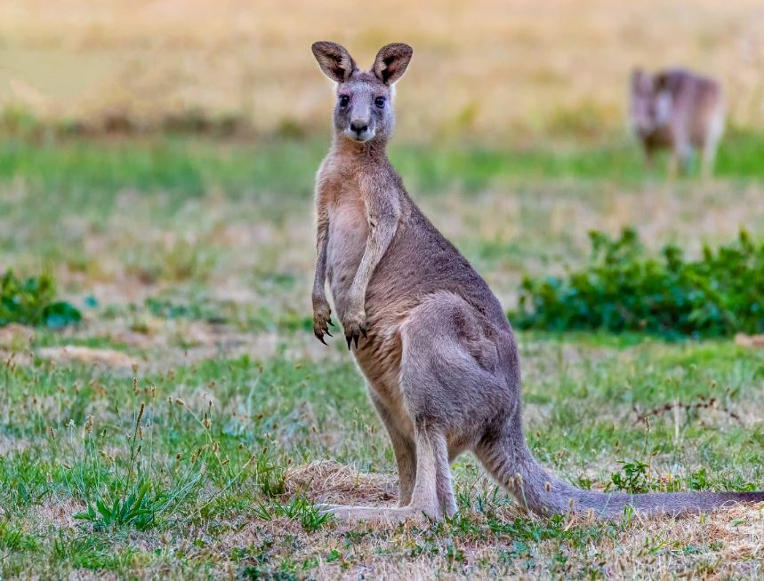 Kangaroos Can Actually 'Talk' to Human Beings, Discover Scientists