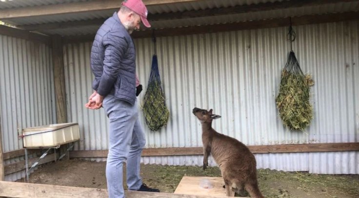 Kangaroo 