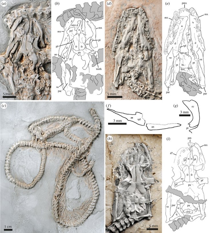 Snake fossil Snake fossil