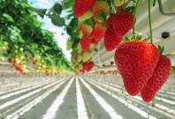 Strawberry farming