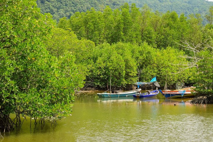 mangrove mangrove