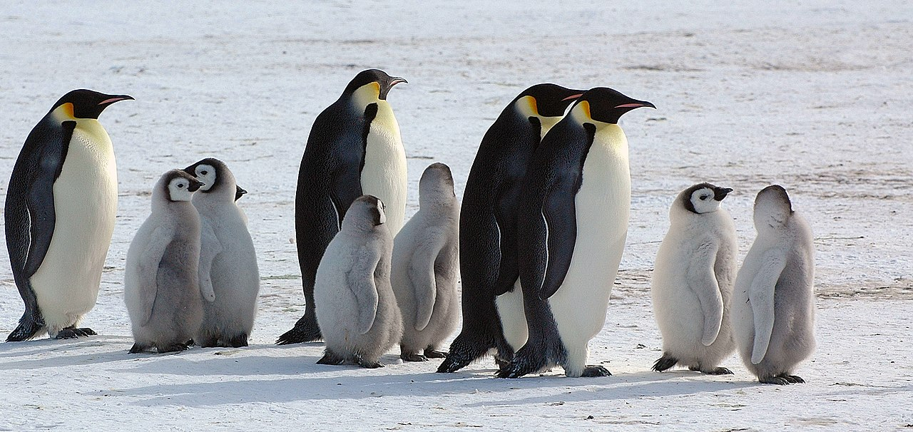 Iranian Architect Designs Unique Structure to Save Emperor Penguins and ...